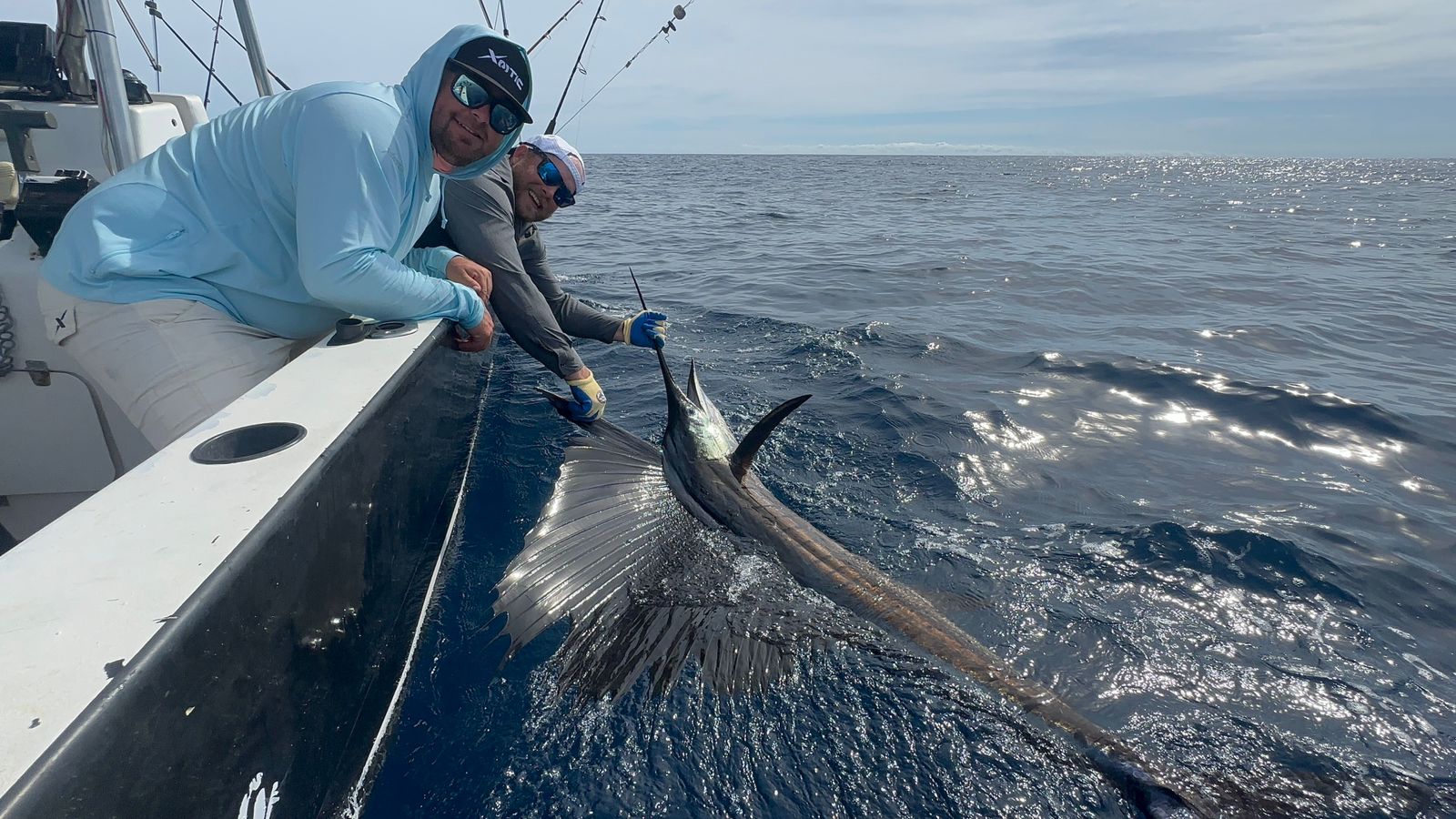 Releasing a sailfish alongside the boat